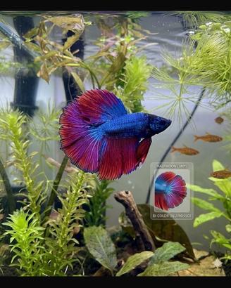 Betta