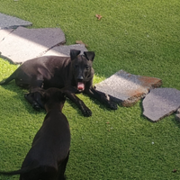 Cuccioli Piccolo levriero italiano