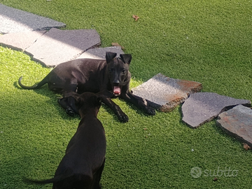 Cuccioli Piccolo levriero italiano