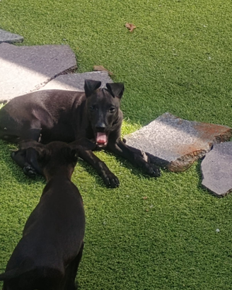 Cuccioli Piccolo levriero italiano
