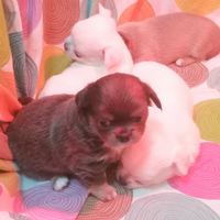 Chihuahua