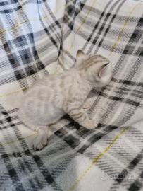 Cuccioli di gatto bengal