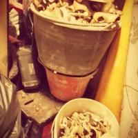 morsetti per tubi innocenti 