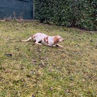 Setter inglese femmina