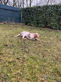 Setter inglese femmina