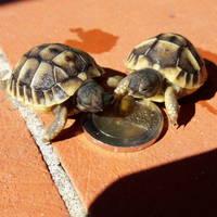Tartarughe