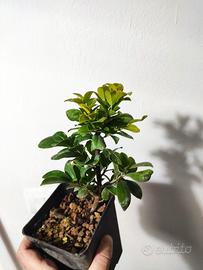 Ficus panda 3 anni