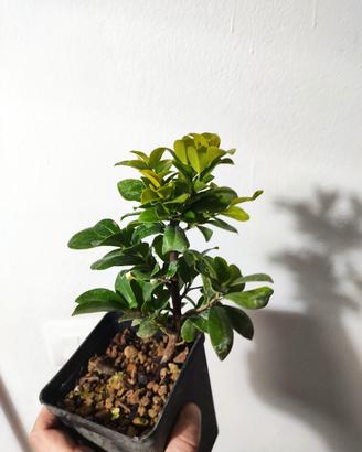 Ficus panda 3 anni