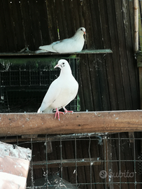 Colombe bianche