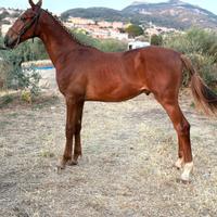 Puledro di 1 anno