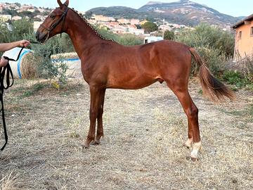 Puledro di 1 anno