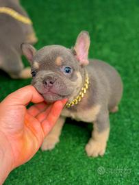 Bulldog Lilac tan