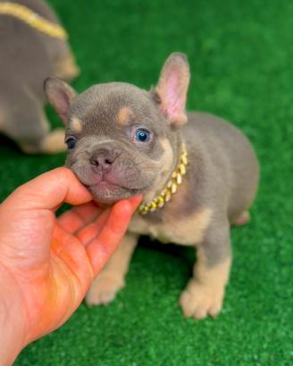 Bulldog Lilac tan