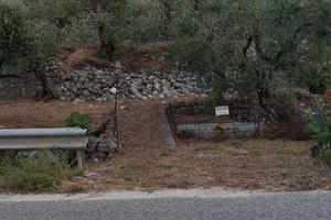 Terreno con Ulivi Coreno Ausonio (FR)