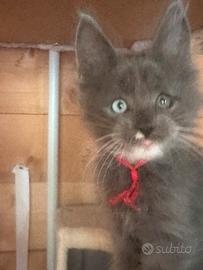 Cuccioli Maine Coon Blue