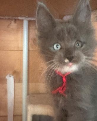 Cuccioli Maine Coon Blue