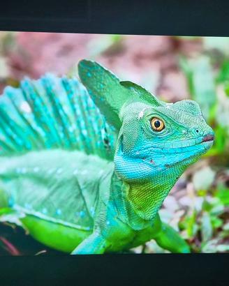 TV LG 4K U850V 60 pollici