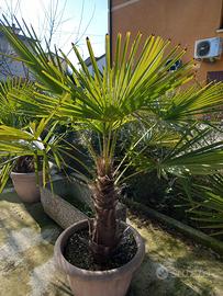 palma in vaso da diametro 60