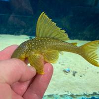 Hemiancistrus L200
