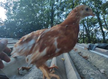 Pollastre pulcini galline ovaiole rosse
