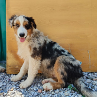 Cuccioli di pastore australiano