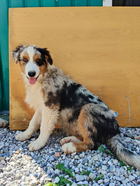 Cuccioli di pastore australiano