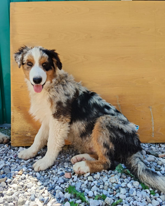 Cuccioli di pastore australiano