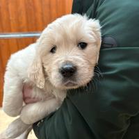 Golden Retriver