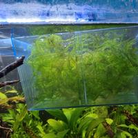 muschio di java giava piante  acquario caridine