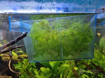 muschio di java giava piante  acquario caridine