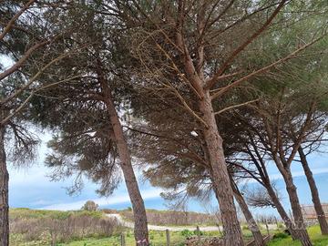 Legna in cambio di potatura