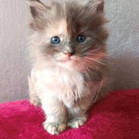 Maine Coon pedigree Afef ~Astrid