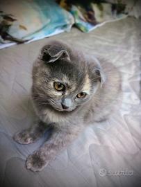 Gattini Scottish Fold