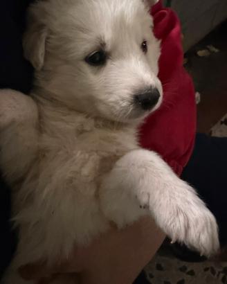 Pastori abruzzesi maremmano