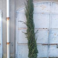 cipresso alto piu di 2mt