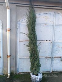 cipresso alto piu di 2mt