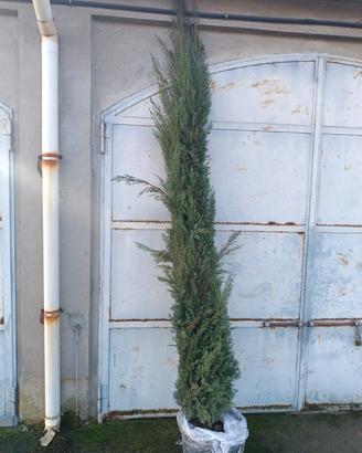 cipresso alto piu di 2.5mt