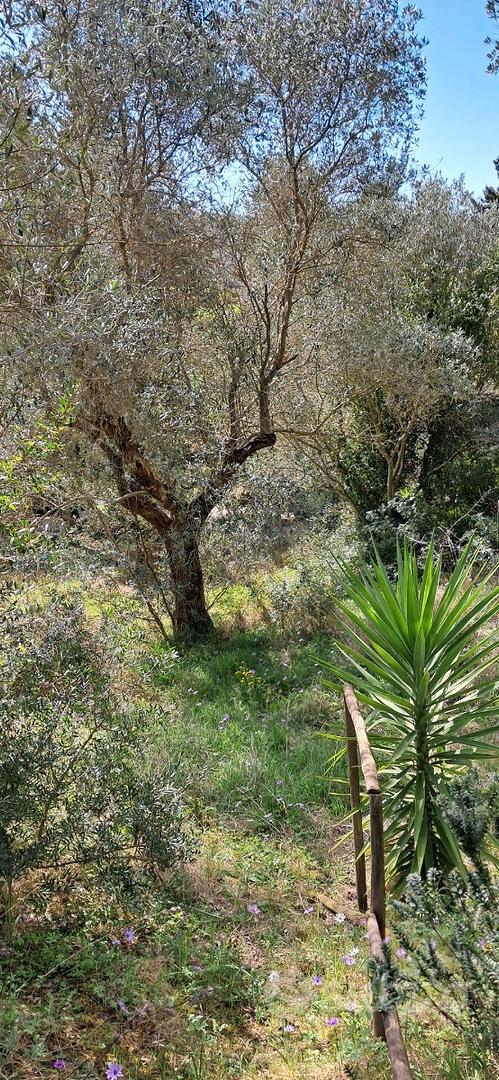 Terreno loc.valli Follonica 1800 mq - Vista 5