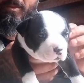 Maschietto potente American Bully Pocket