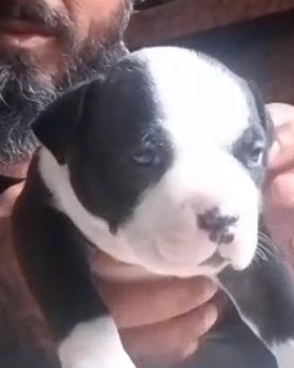 Maschietto potente American Bully Pocket