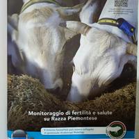 Centralina e orecchini salute per bovini