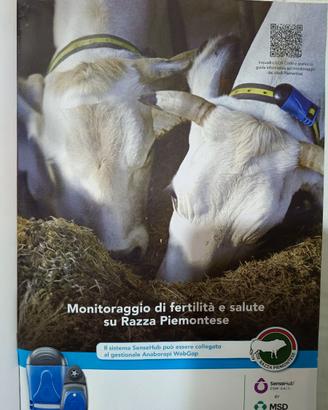 Centralina e orecchini salute per bovini