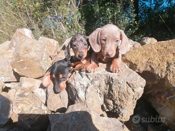 Cuccioli bassotto nano