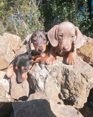 Cuccioli bassotto nano