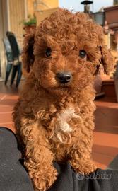 Cuccioli di barboncino Toy Red