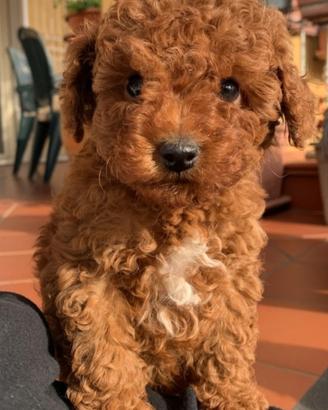 Cuccioli di barboncino Toy Red