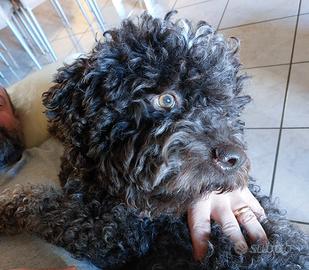 Lagotto femmina per monta