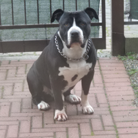 Amstaff per monta