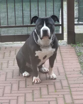 Amstaff per monta