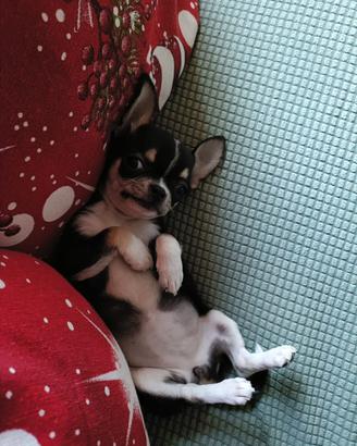 Un fidanzato per margot